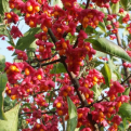Euonymus europaeus `Red Cascade` (Red Cascade, dús termésű csíkos kecskerágó)