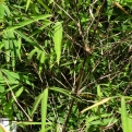 Fargesia albocerea `Black`, Borinda albocerea `Black` (Fekete szárú Lijiang bokorbambusz)