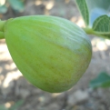 Ficus carica 'Donicale' (Füge: Donicale)