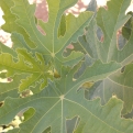 Ficus carica 'Bamborino' (Füge: Bamborino)