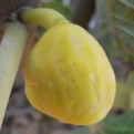 Ficus carica 'Gentile Bianco' (Füge: Gentile Bianco)