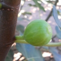 Ficus carica 'Magnélküli' (Füge: Magnélküli)