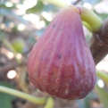 Ficus carica 'Celldömölki barna' (Füge: Celldömölki barna)