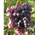 Vitis `Anja` (Bioszőlő: Anja rezisztens szőlő)