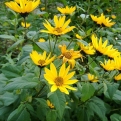 Helianthus tuberosus 10 darab! (Csicsóka 10 darabos csomag)