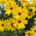 Helianthus tuberosus (Csicsóka, topinambur, gumós napraforgó)