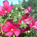 Hibiscus moscheutos - piros (Piros mocsármályva)