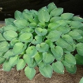 Hosta 'Drummer Boy'* (Drummer Boy árnyékliliom*)