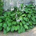 Hosta undulata 'Erromena'* (Erromena árnyékliliom*)