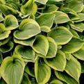 Hosta 'Golden Tiara'* (Golden Tiara árnyékliliom*)