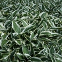 Hosta 'Argenteomarginata'* (Fehértarka árnyékliliom*)