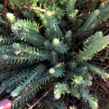 Sedum rupestre (Sedum reflexum) `Blue Spruce` (Blue Spruce kövi varjúháj)