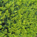 Ilex crenata `Green Hedge` (Green Hedge japán magyal)