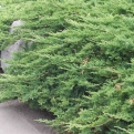 Juniperus horizontalis `Prince of Wales` 6 db (Prince of Wales henye boróka 6 db-os kedvezményes csomag!)