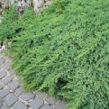 Juniperus procumbens 'Nana' 6 db (Törpe japán kúszóboróka 6 db-os kedvezményes csomag!)