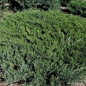 Juniperus sabina `Broadmoor 6 db (Broadmoor nehézszagú boróka 6 db-os kedvezményes csomag)