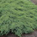 Juniperus sabina `Rockery Gem` (Rockery Gem nehézszagú boróka)