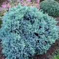 Juniperus squamata `Blue Star` 10 db! (Nepáli törpe ezüstkék gömb boróka 10 db!)