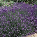 Lavandula officinalis (Levendula)