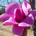 Magnolia `Purple Sensation` (Purple Sensation magnólia, liliomfa)