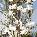 Magnolia kobus `Isis` (Isis oszlopos japán liliomfa)