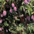 Mangifera indica `Irwin` (Irwin mangó oltvány)
