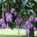 Mangifera, Casimiroa, Persea, Hylocereus 3 darabos kedvezményes csomag (Szubtrópusi gyümölcstermő növény 3 darabos kedvezményes csomag!: mangó, avokádó, csillaggyümölcs, fehér zapota)