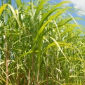Miscanthus floridulus  (Óriás japán díszfű)
