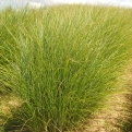 Miscanthus sinensis 'Gracillimus' (Keskenylevelű japán díszfű)