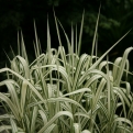 Miscanthus sinensis 'Variegatus' (Csíkos levelű japán díszfű)