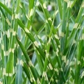 Miscanthus sinensis 'Zebrinus' (Zebrafű)