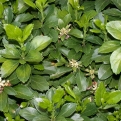 Pachysandra terminalis 12 darabos Kedvezményes Csomag!* (Japán kövérke 12 darabos Kedvezményes Csomag!*)