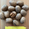 Carya illinoiensis `Bean (Big Boy)` MAGCSEMETE! (Pekán dió: Bean (Big Boy) MAGCSEMETE!)