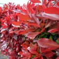 Photinia fraseri `Red Robin` 8 db-os Sövényakció! (Bíborpiros korallberkenye 8 db-os Sövényakció!)