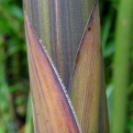 Phyllostachys decora  (Gyönyörű bambusz)