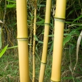 Phyllostachys aureosulcata `Aureocaulis` (Aranyszárú bambusz)