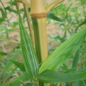 Phyllostachys bambusoides `Castillonis` (Castillonis zöld csíkos aranysárga óriásbambusz)