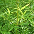 Phyllostachys humilis  (Kis termetű japán bambusz)