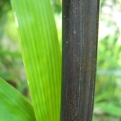 Phyllostachys nigra  (Fekete bambusz)