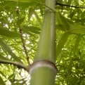 Phyllostachys viridis  (Zöldszárú óriásbambusz)