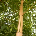 Phyllostachys vivax `Aureocaulis` (Aureocaulis neonszárú óriásbambusz)