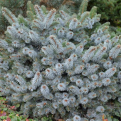 Picea sitchensis `Silberzwerg` (Silberzwerg törpe szitka luc)