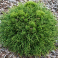 Pinus mugo `Varella` törzsre oltva (Varella párnás törpefenyő, törzsre oltva)