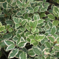 Pittosporum tenuifolium `Garnettii` (Garnettii Új-Zélandi enyvesmag, kohuhu, kohukohu)