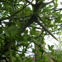 Poncirus trifoliata (K2)  (Télálló vadcitrom (K2) )
