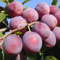 Prunus `Kometa Kubanskaya` (Kometa Kubanskaya szilva)
