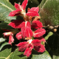 Quercus crassifolia `White House Farm` (White House Farm mexikói Chilillo tölgy)