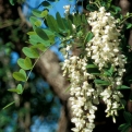Robinia pseudoacacia (Fehér akác)
