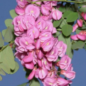 Robinia ambigua (Ambigua hibrid díszakác)