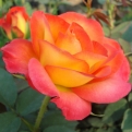 Rosa sp. `Alinka` (Rózsa - Teahibrid: Alinka)